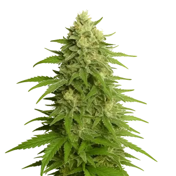 plante de cannabis Haze Auto