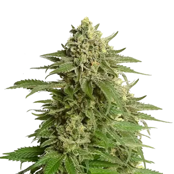 plante de cannabis Haze 1 Régulière
