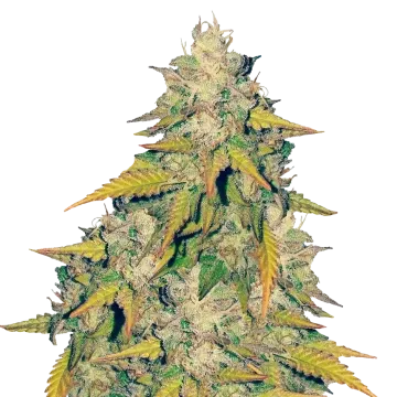 plante de cannabis Headband