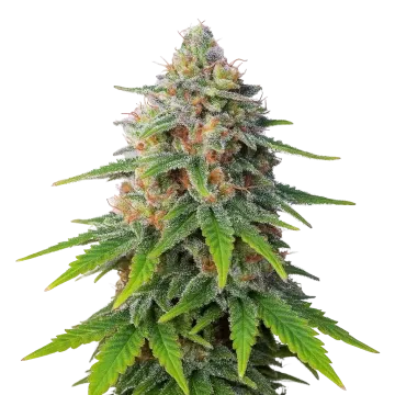 plante de cannabis Hellfire OG Auto