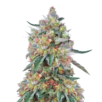 plante de cannabis Hellfire OG