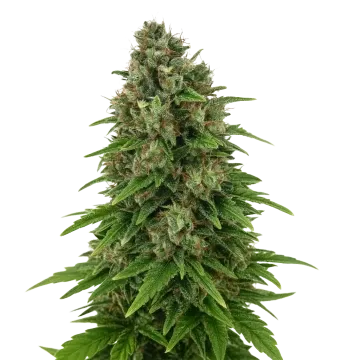 plante de cannabis Hindu Kush Auto