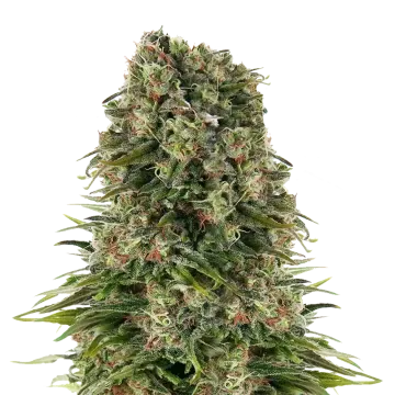 plante de cannabis Hindu Kush