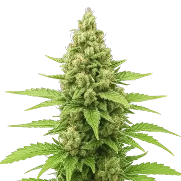 plante de cannabis Humboldt Auto