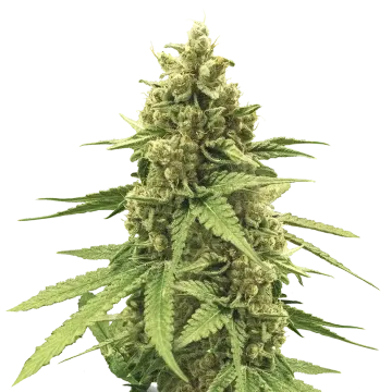 plante de cannabis Humboldt
