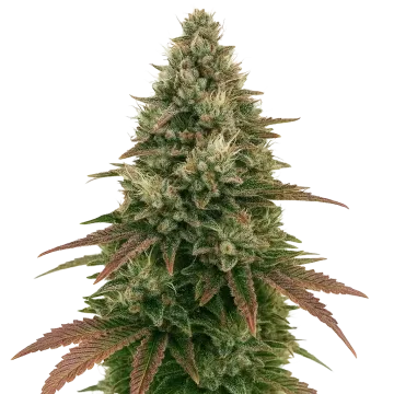 plante de cannabis Ice Cream Cake Auto