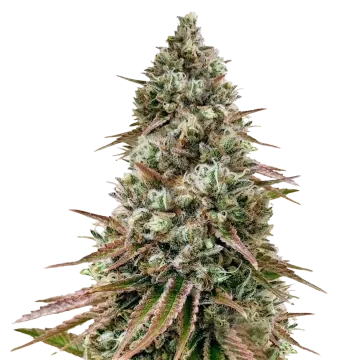 plante de cannabis Ice Cream Cake