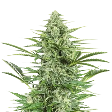 plante de cannabis Island Sweet Skunk