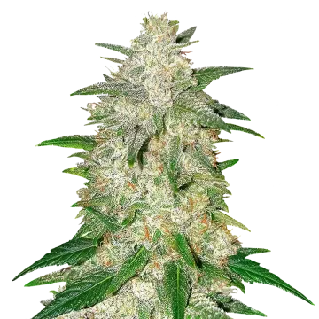 plante de cannabis Italian Ice
