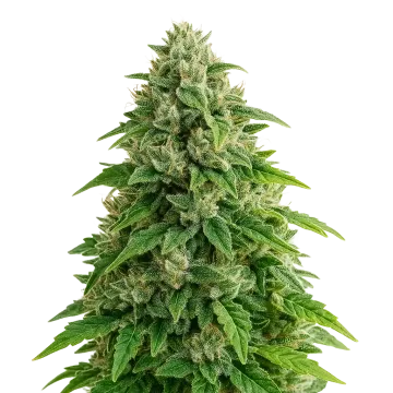 plante de cannabis Jack Herer Auto