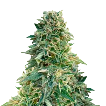 plante de cannabis Jack Herer