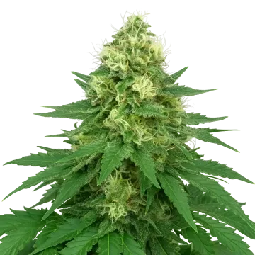 plante de cannabis Jack Widow Auto