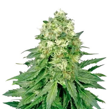 plante de cannabis Jack Widow