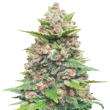 plante de cannabis Jealousy