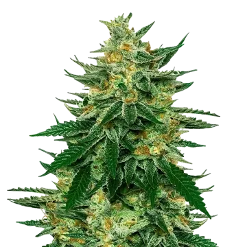 plante de cannabis Jet Fuel