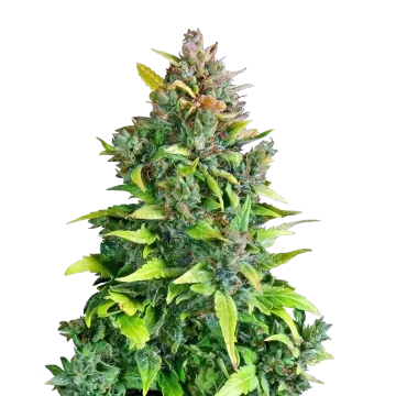 plante de cannabis Kali Mist