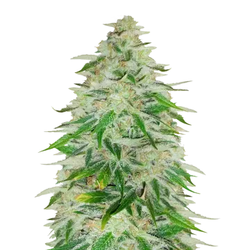 plante de cannabis Khalifa Kush