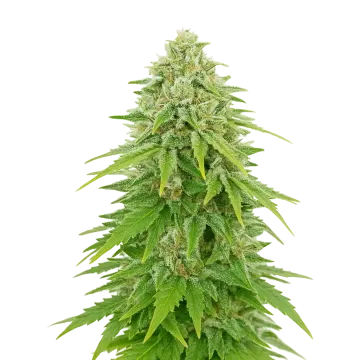 plante de cannabis Khalifa Kush Auto