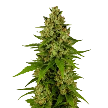 plante de cannabis Kiwi Kush Auto