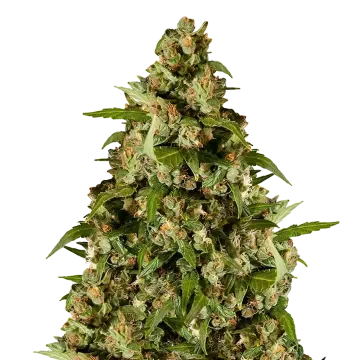 plante de cannabis Kiwi Kush