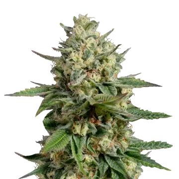 plante de cannabis Kosher Kush