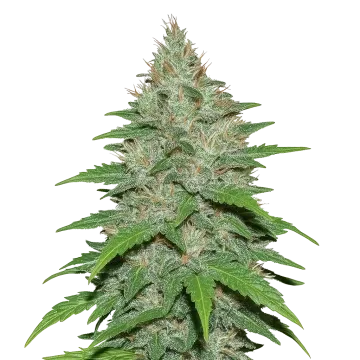 plante de cannabis LA Confidential Auto