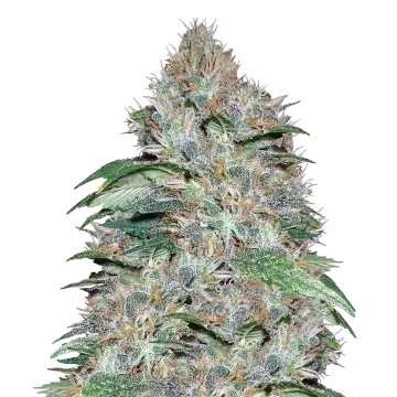 plante de cannabis LA Confidential