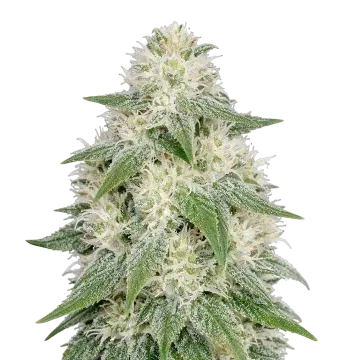 plante de cannabis Lamb's Bread Auto