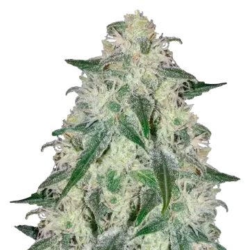 plante de cannabis Lamb's Bread