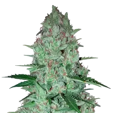 plante de cannabis Larry OG