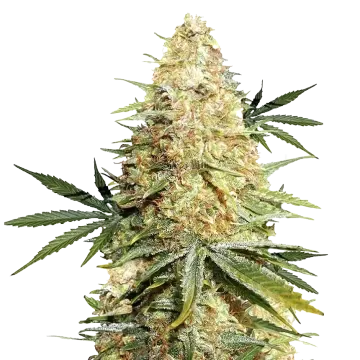 plante de cannabis Legend OG