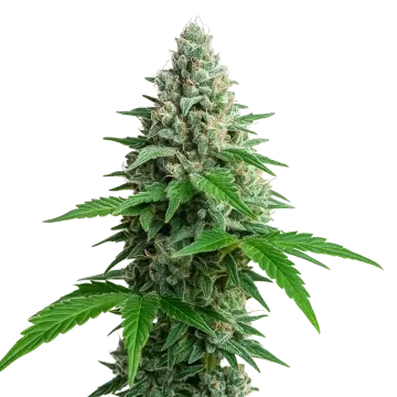 plante de cannabis Lemon Cherry Gelato Auto