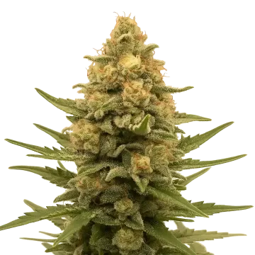 plante de cannabis Lemon Auto