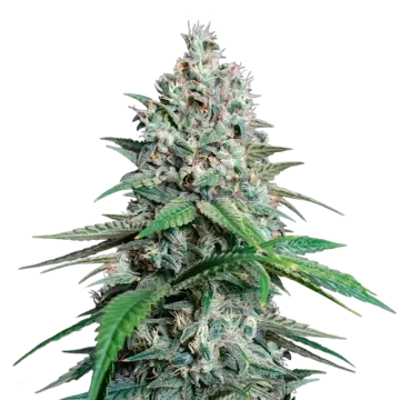 plante de cannabis Lemon Cherry Gelato