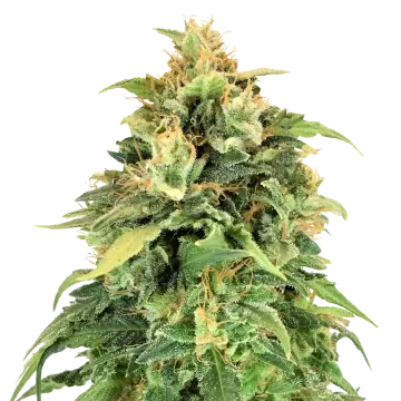 plante de cannabis Lemon Skunk