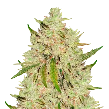 plante de cannabis Lemon Tree