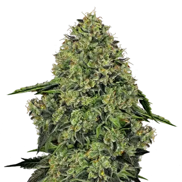 plante de cannabis Lithium OG Kush