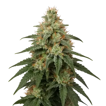 plante de cannabis London Pound Cake