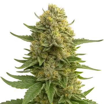 plante de cannabis Love Potion Auto