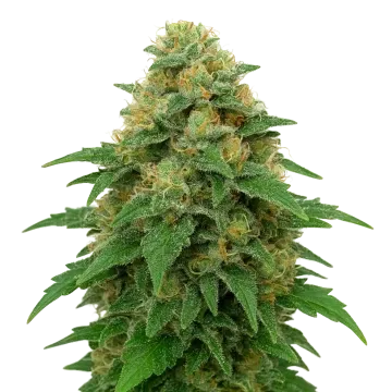 plante de cannabis Lowryder Auto