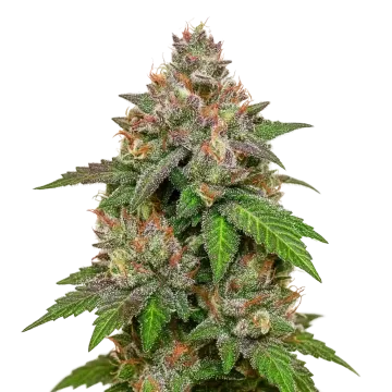 plante de cannabis LSD Auto