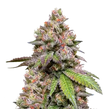 plante de cannabis LSD