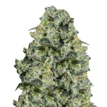 plante de cannabis MAC 1