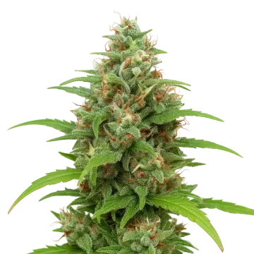 plante de cannabis Magnum Auto