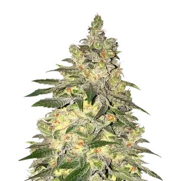 plante de cannabis Mamba Negra CBD