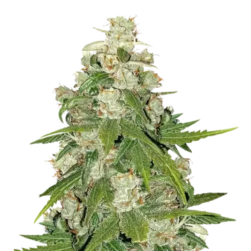 plante de cannabis Mamba Negra CBG