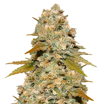 plante de cannabis Maple Leaf