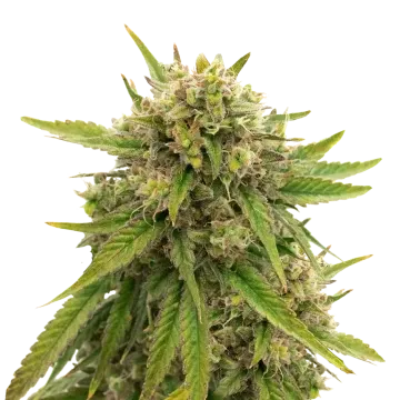 plante de cannabis Maui Waui