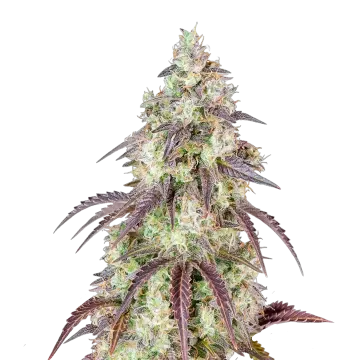 plante de cannabis Mendo Breath