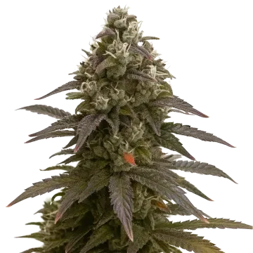 plante de cannabis Mimosa Auto